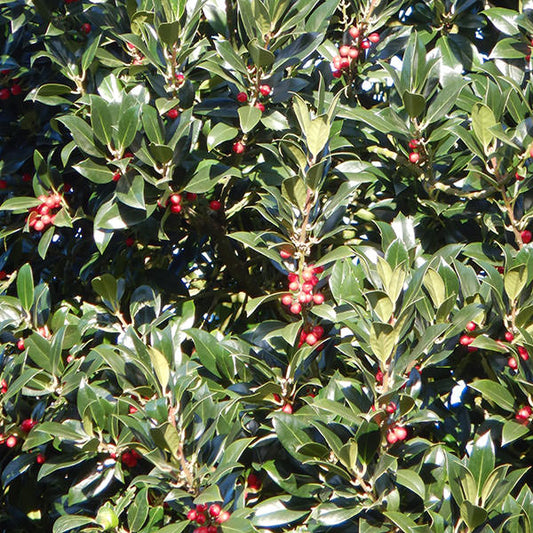 Ilex aquifolium 'Limsi' (Topiary)