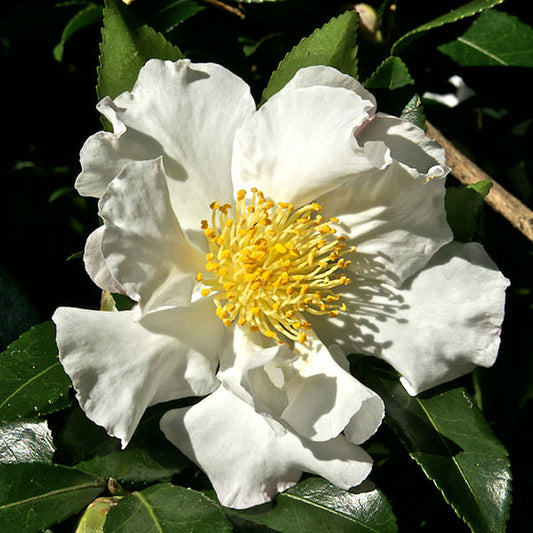 Camellia sasanqua 'Hinode-gumo' (Pleached)