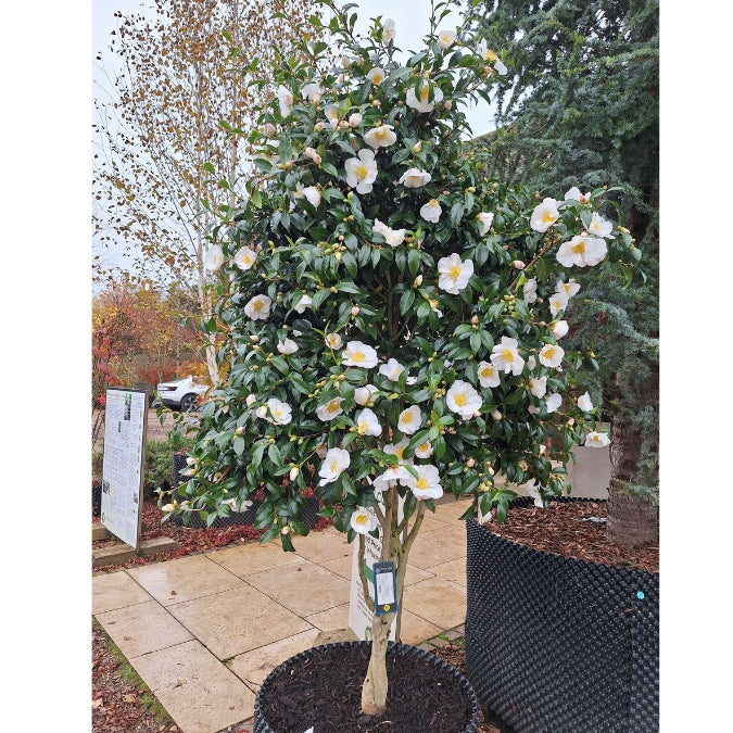 Camellia sasanqua 'Hinode-gumo'