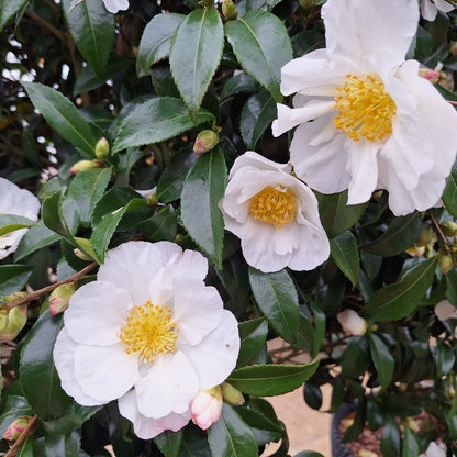 Camellia sasanqua 'Hinode-gumo'