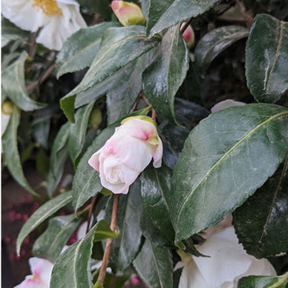 Camellia sasanqua 'Hinode-gumo'