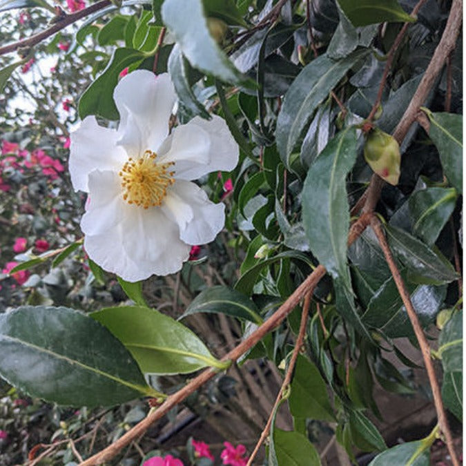Camellia sasanqua 'Hinode-gumo'