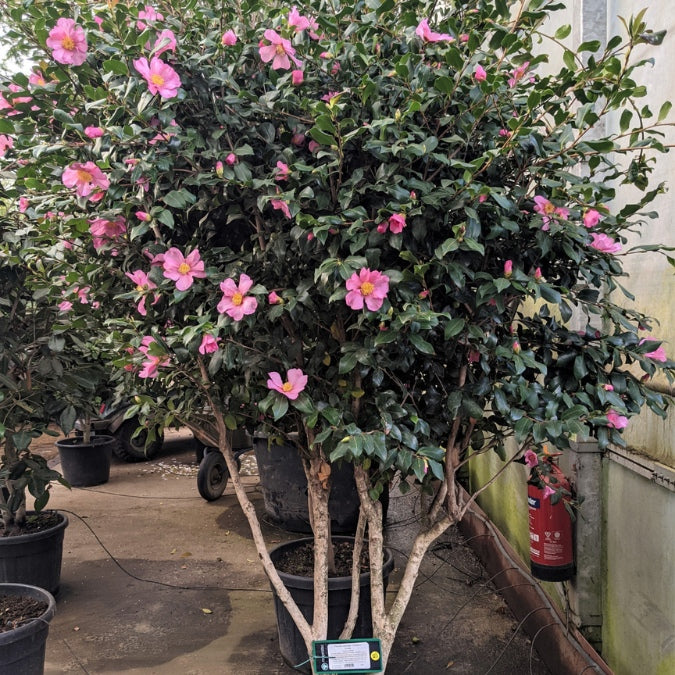 Camellia sasanqua 'Cleopatra'