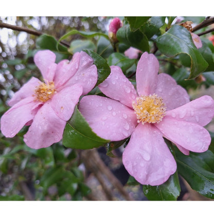 Camellia sasanqua 'Cleopatra'