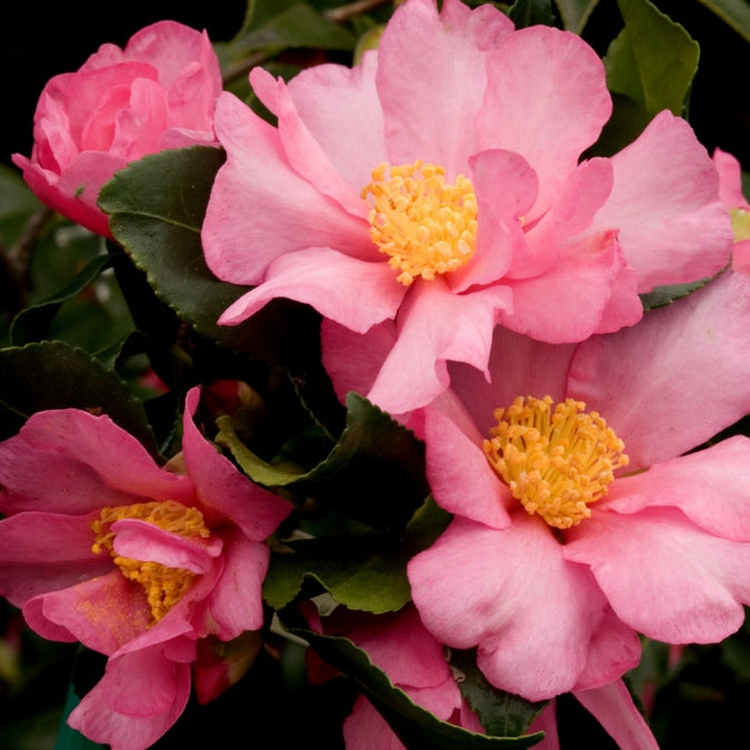 Camellia sasanqua 'Cleopatra'