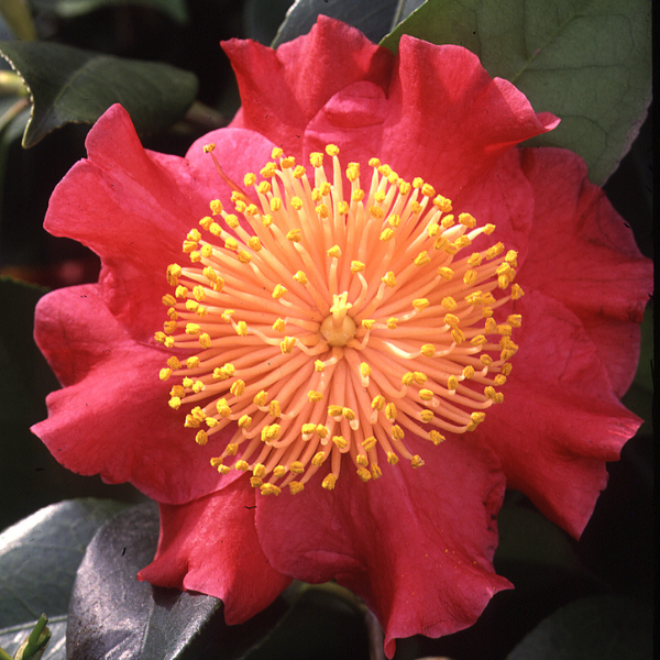 Camellia japonica 'Hiodoshi'