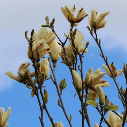 Magnolia 'Elizabeth'