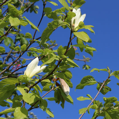 Magnolia 'Elizabeth'