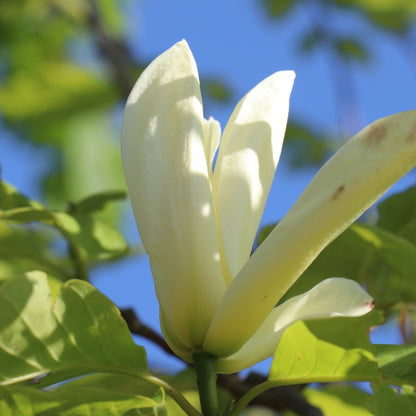 Magnolia 'Elizabeth'