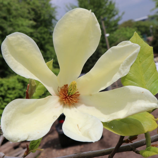 Magnolia 'Elizabeth'