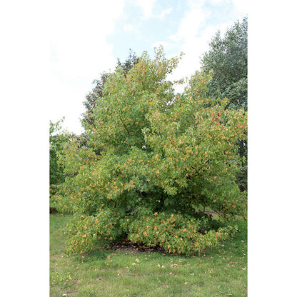 Liquidambar styraciflua 'Andrew Hewson'