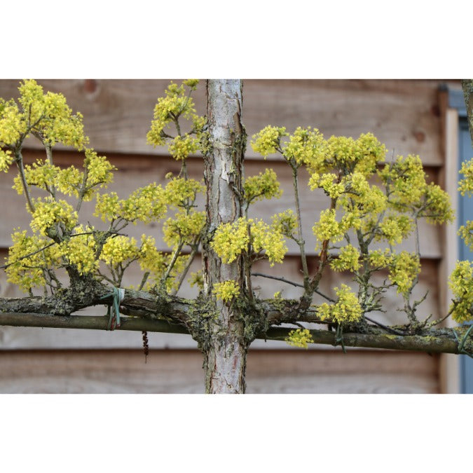 Cornus officinalis 'Robin's Pride' (Pleached)