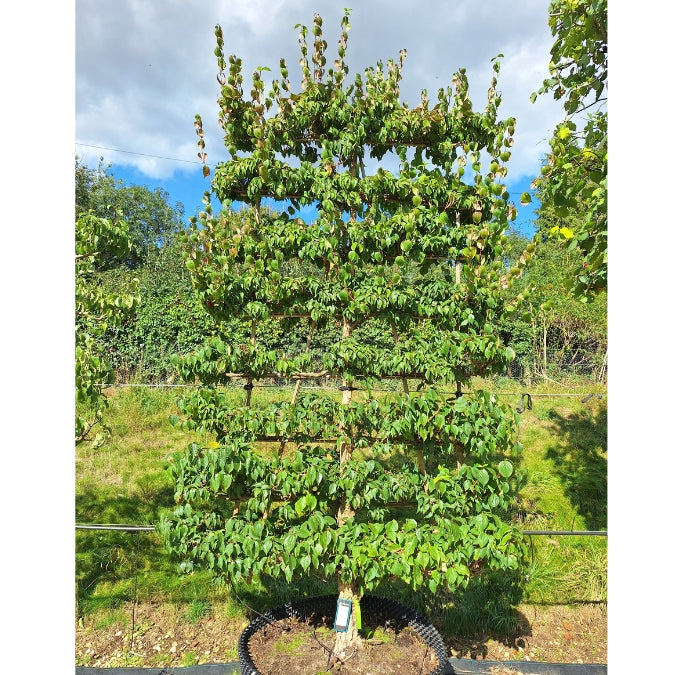 Cornus officinalis 'Robin's Pride' (Pleached)