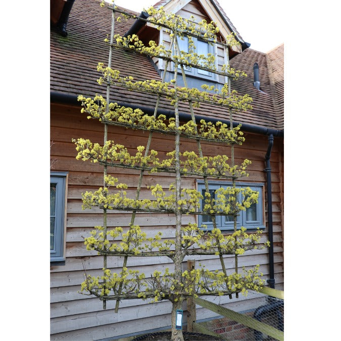 Cornus officinalis 'Robin's Pride' (Pleached)