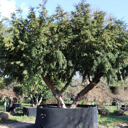 Taxus baccata 'Dovastoniana'