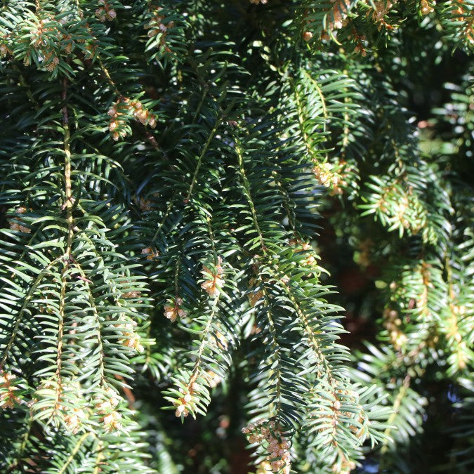 Taxus baccata 'Dovastoniana'