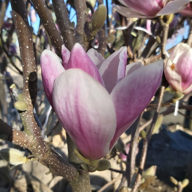 Magnolia denudata 'Fragrant Cloud'