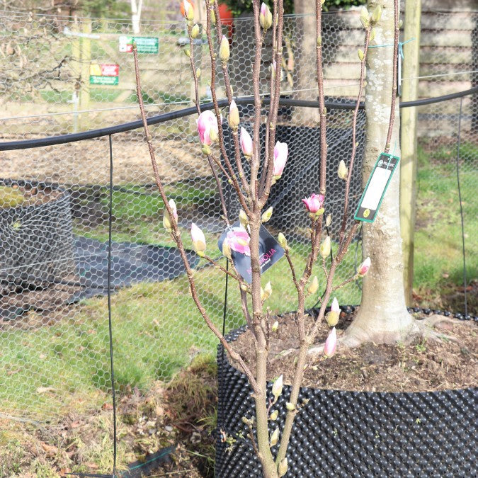 Magnolia denudata 'Fragrant Cloud'