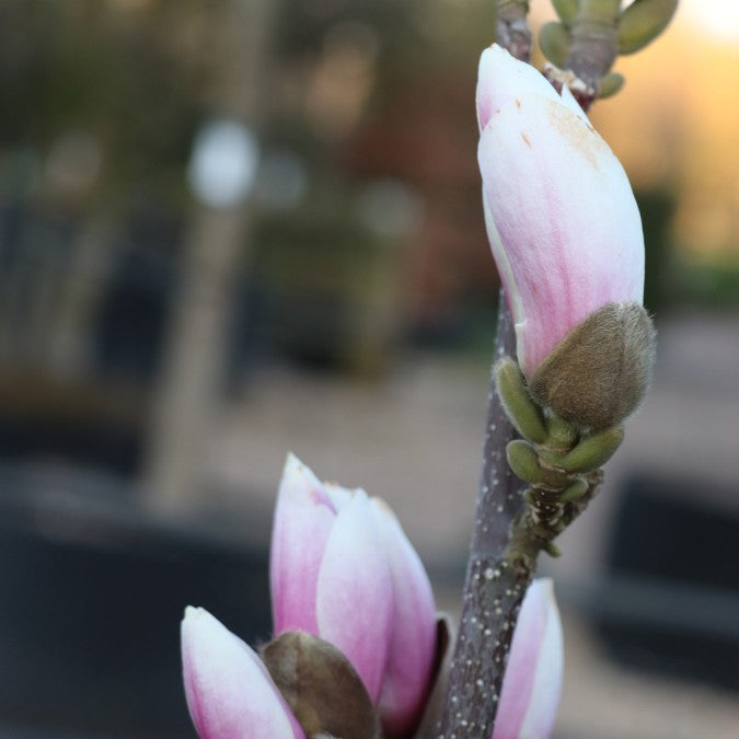 Magnolia denudata 'Fragrant Cloud'