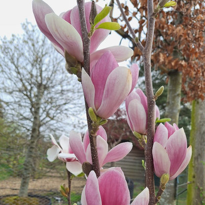 Magnolia denudata 'Fragrant Cloud'