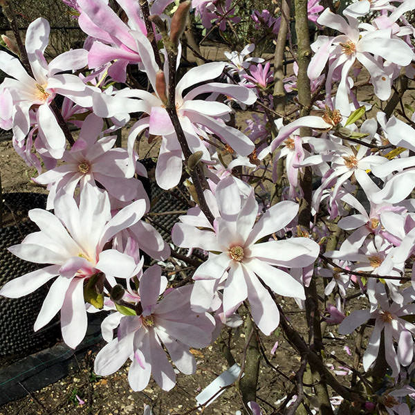 Magnolia x l. 'Leonard Messel' (Pleached)