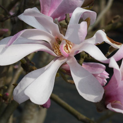 Magnolia x l. 'Leonard Messel' (Pleached)