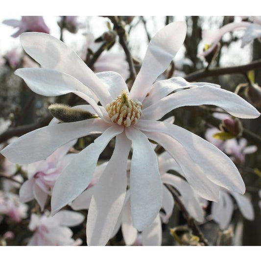 Magnolia x l. 'Leonard Messel' (Pleached)