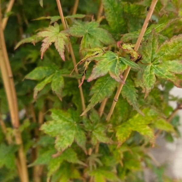 Acer palmatum 'Bi Hou'