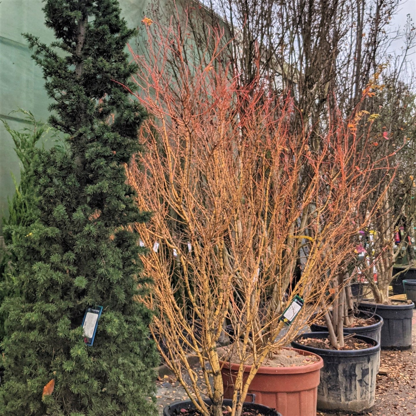 Acer palmatum 'Bi Hou'