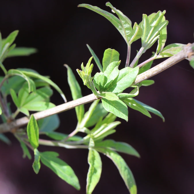 Vitex agnus-castus