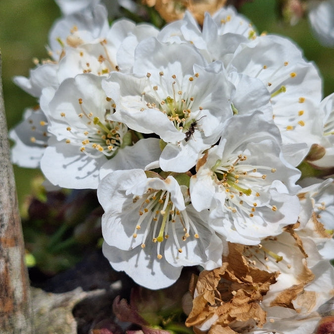 Prunus avium 'Stella' (Pleached)