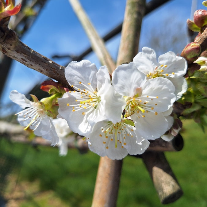Prunus avium 'Stella' (Pleached)