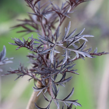 Sambucus nigra f. porphyrophylla 'Eva'