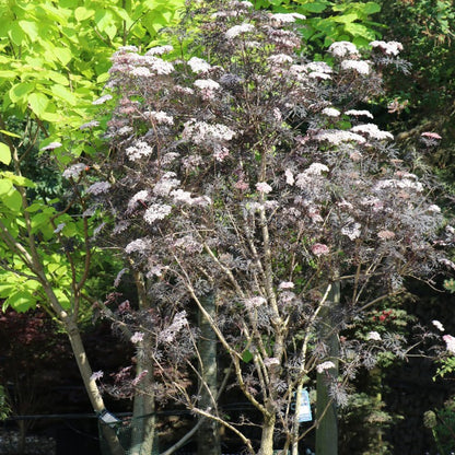 Sambucus nigra f. porphyrophylla 'Eva'