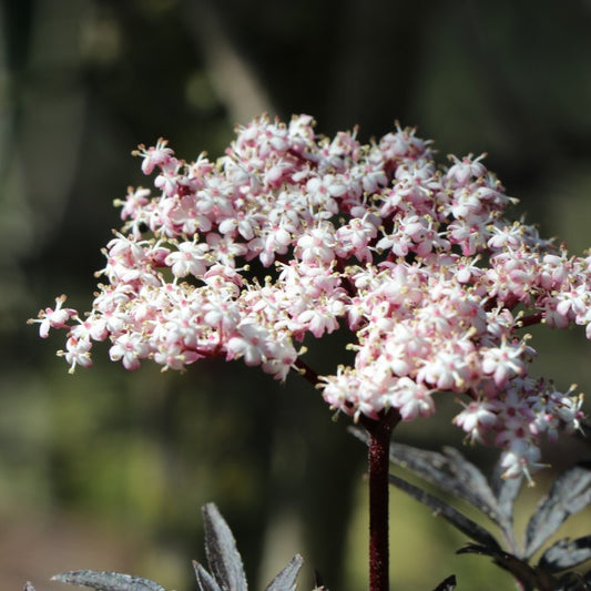 Sambucus nigra f. porphyrophylla 'Eva'