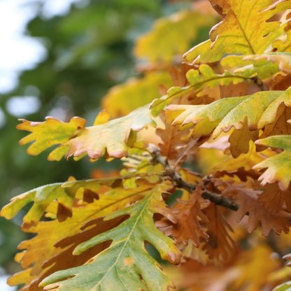 Quercus frainetto 'Trump'