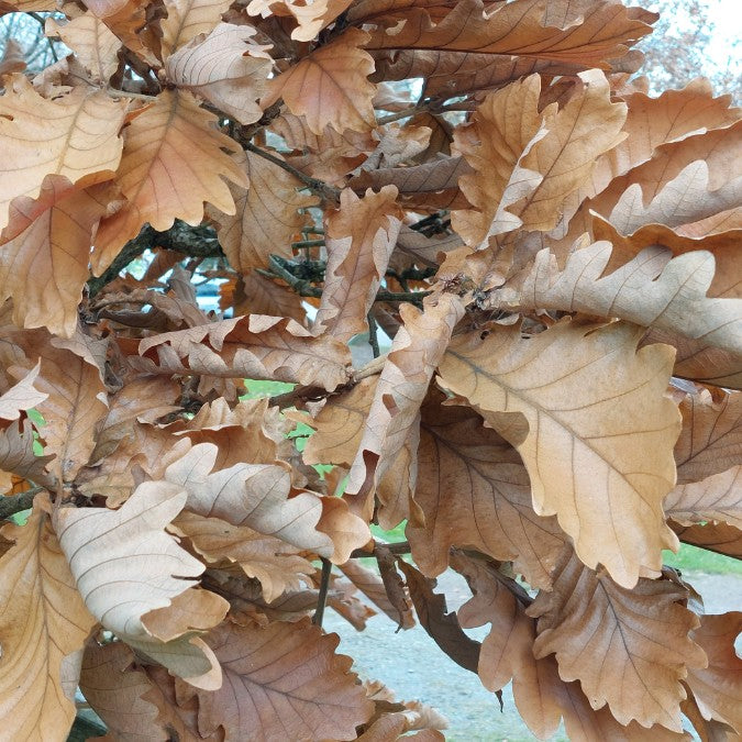 Quercus frainetto 'Trump'