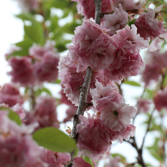Prunus serrulata 'Pink Perfection'