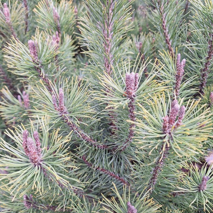 Pinus mugo 'Mughus'