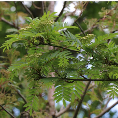 Sorbus aucuparia 'Autumn Spire'