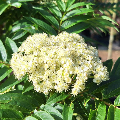 Sorbus aucuparia 'Autumn Spire'