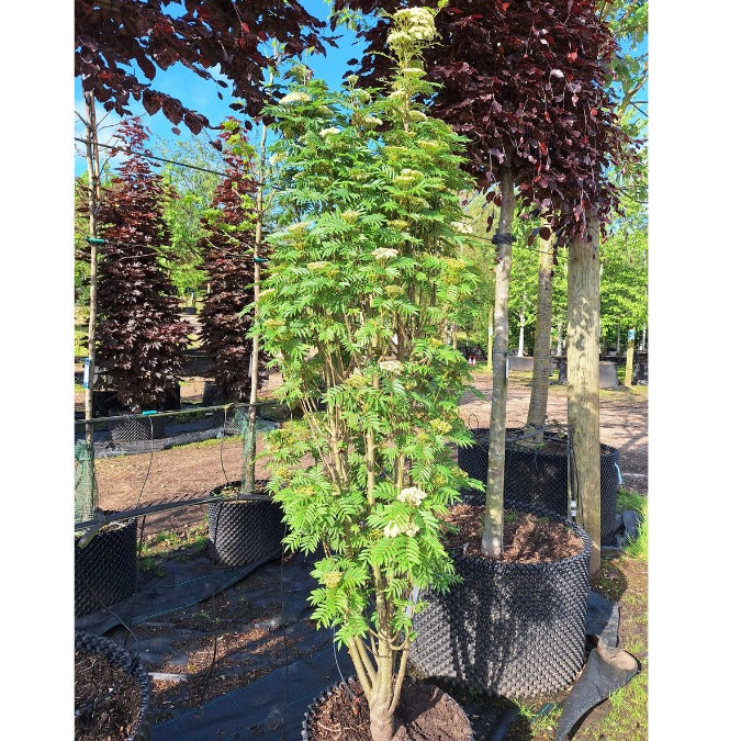 Sorbus aucuparia 'Autumn Spire'