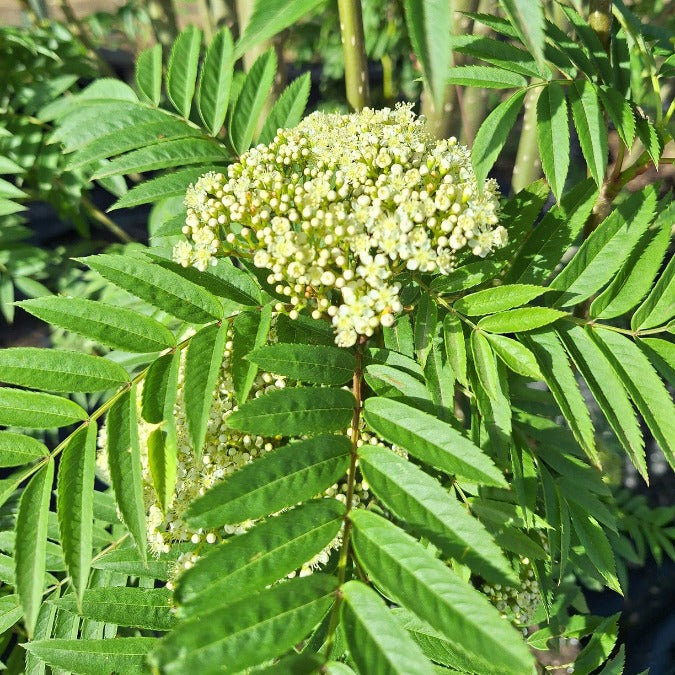 Sorbus aucuparia 'Autumn Spire'