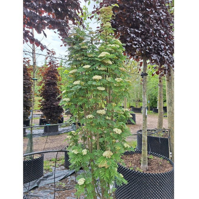 Sorbus aucuparia 'Autumn Spire'