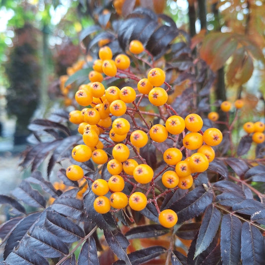 Sorbus aucuparia 'Autumn Spire'