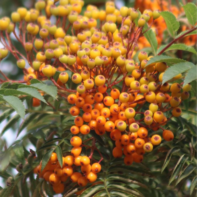 Sorbus aucuparia 'Autumn Spire'