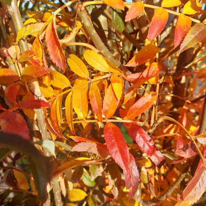 Sorbus aucuparia 'Autumn Spire'