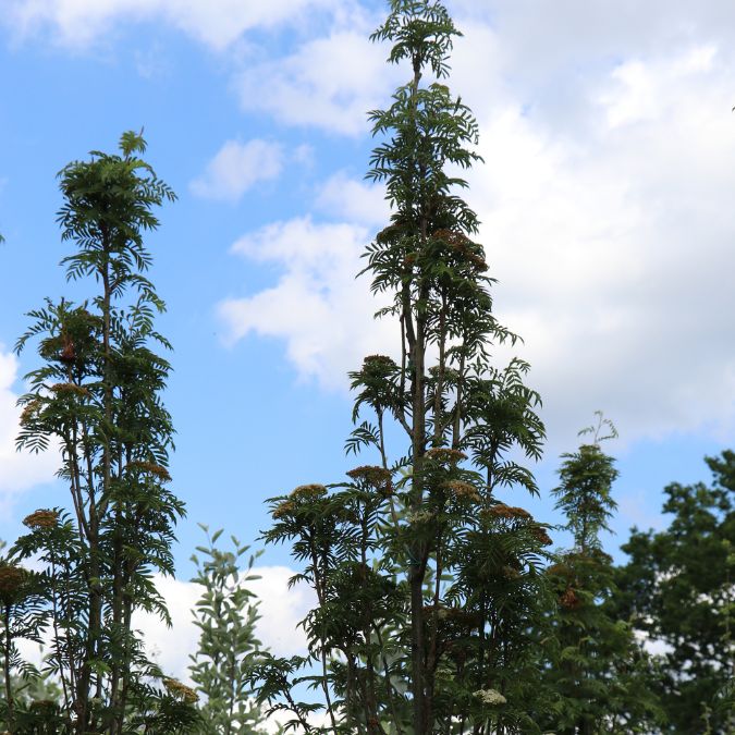 Sorbus aucuparia 'Autumn Spire'