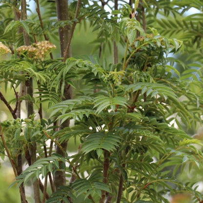 Sorbus aucuparia 'Autumn Spire'