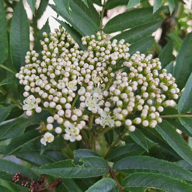 Sorbus aucuparia 'Autumn Spire'